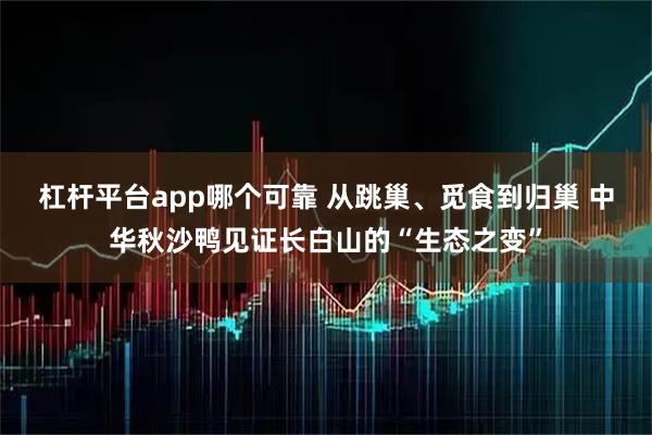 杠杆平台app哪个可靠 从跳巢、觅食到归巢 中华秋沙鸭见证长白山的“生态之变”